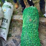 Sobreproducción de higo en Tatatila provoca caída de precios; productores buscan nuevos mercados.