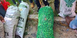 Sobreproducción de higo en Tatatila provoca caída de precios; productores buscan nuevos mercados.