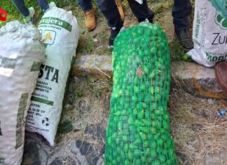 Sobreproducción de higo en Tatatila provoca caída de precios; productores buscan nuevos mercados.