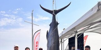 Sorprende con marlín de 181.6 kilos el arranque del Torneo GulfMarine 2026