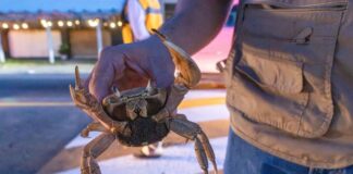 A través de Dale Paso al Cangrejo Azul PMA rescató 327 ejemplares