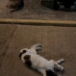 SEDEMA reforzará coordinación para atender casos de maltrato animal en Veracruz