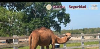 Cateos en Tamaulipas destapan presunta red de huachicol y un rancho con 135 animales exóticos