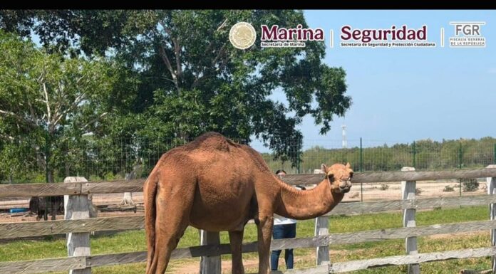Cateos en Tamaulipas destapan presunta red de huachicol y un rancho con 135 animales exóticos