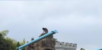 ¿Por qué causa cierra el área de monos en el Zoológico Ichikawa, casa de Punchi? #Enterate