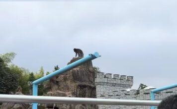 ¿Por qué causa cierra el área de monos en el Zoológico Ichikawa, casa de Punchi? #Enterate