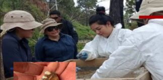 Polémica por presunto hallazgo de mil 600 dientes infantiles en Zacapu; Fiscalía de Michoacán dice no tener registro
