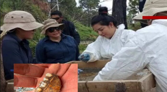 Polémica por presunto hallazgo de mil 600 dientes infantiles en Zacapu; Fiscalía de Michoacán dice no tener registro
