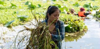 Inicia SEDEMA jornadas de limpieza en la Laguna de San Julián