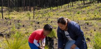 Planta Sedema mil árboles en San Juan del Monte