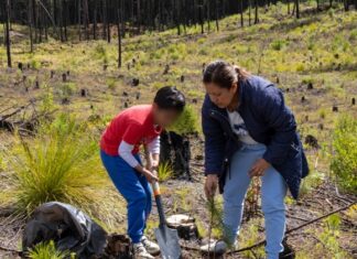 Planta Sedema mil árboles en San Juan del Monte