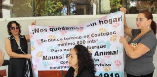 Albergue MAUSI Rescate Animal busca nuevo espacio para resguardar a 150 perros y gatos