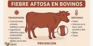 Sonora suspende exportaciones ganaderas por sospecha de fiebre aftosa