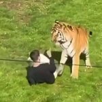 Hombre muere tras saltar al recinto de un tigre en zoológico de Inglaterra