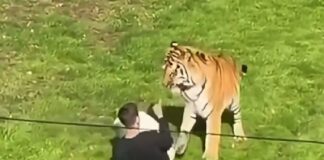 Hombre muere tras saltar al recinto de un tigre en zoológico de Inglaterra