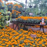 Anuncian segunda edición de “Día de Muertos: Tradición y Cultura” en el Parque Doña Falla