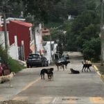 *Atiende Ayuntamiento reporte ciudadano por presencia de perros en Santa Rosa