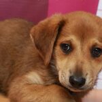 Ayuntamiento de Xalapa promueve adopción responsable de perros y gatos bajo resguardo.