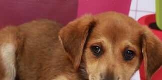 Ayuntamiento de Xalapa promueve adopción responsable de perros y gatos bajo resguardo.