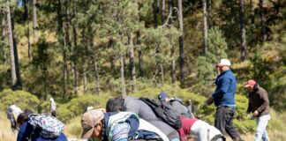 Reforesta Sedema 3.5 hectáreas en el ejido Las Vigas con 3 mil 500 árboles