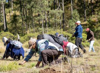 Reforesta Sedema 3.5 hectáreas en el ejido Las Vigas con 3 mil 500 árboles