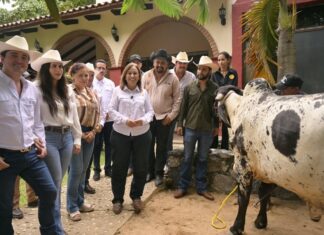 Reconoce Gobernadora calidad del ganado y trabajo de productores del sur