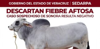 Descartan fiebre aftosa en ganado sospechoso de Sonora; confirman estomatitis bovina