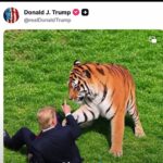 Familia de William Chapman pide frenar la difusión del ataque mortal de un tigre que Trump publicó en redes