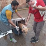 Piden proteger a mascotas y animales en situación de calle ante fuertes lluvias en Xalapa.