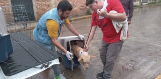 Piden proteger a mascotas y animales en situación de calle ante fuertes lluvias en Xalapa.